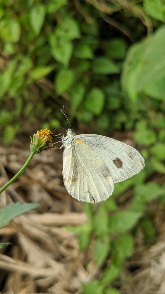 Фотография автора Ganesh Varma