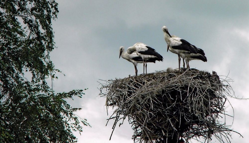 Photograph by Савоцкий Роман