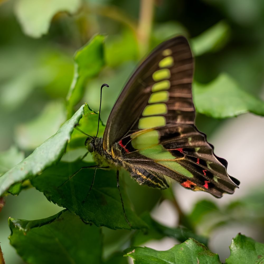 scrubious swallowtail butterfly