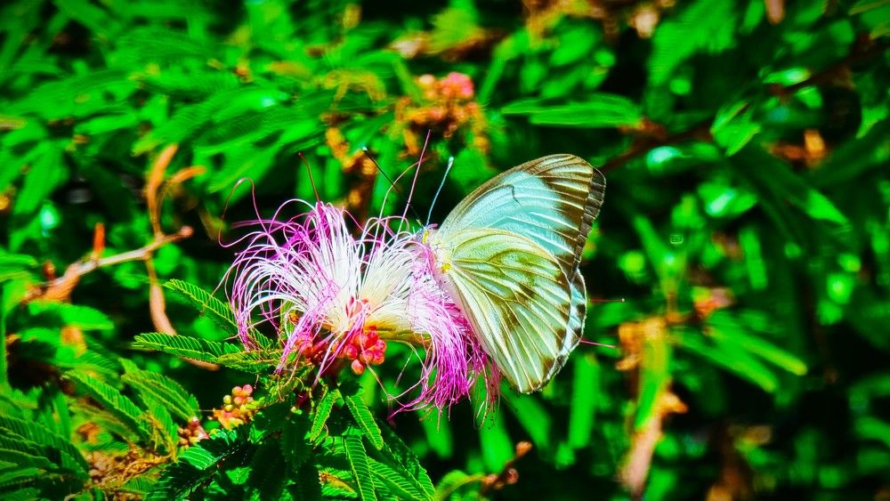 Photograph by Marie G