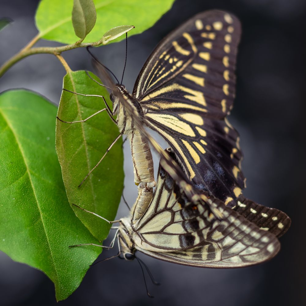 Swallowtail butterfly mating