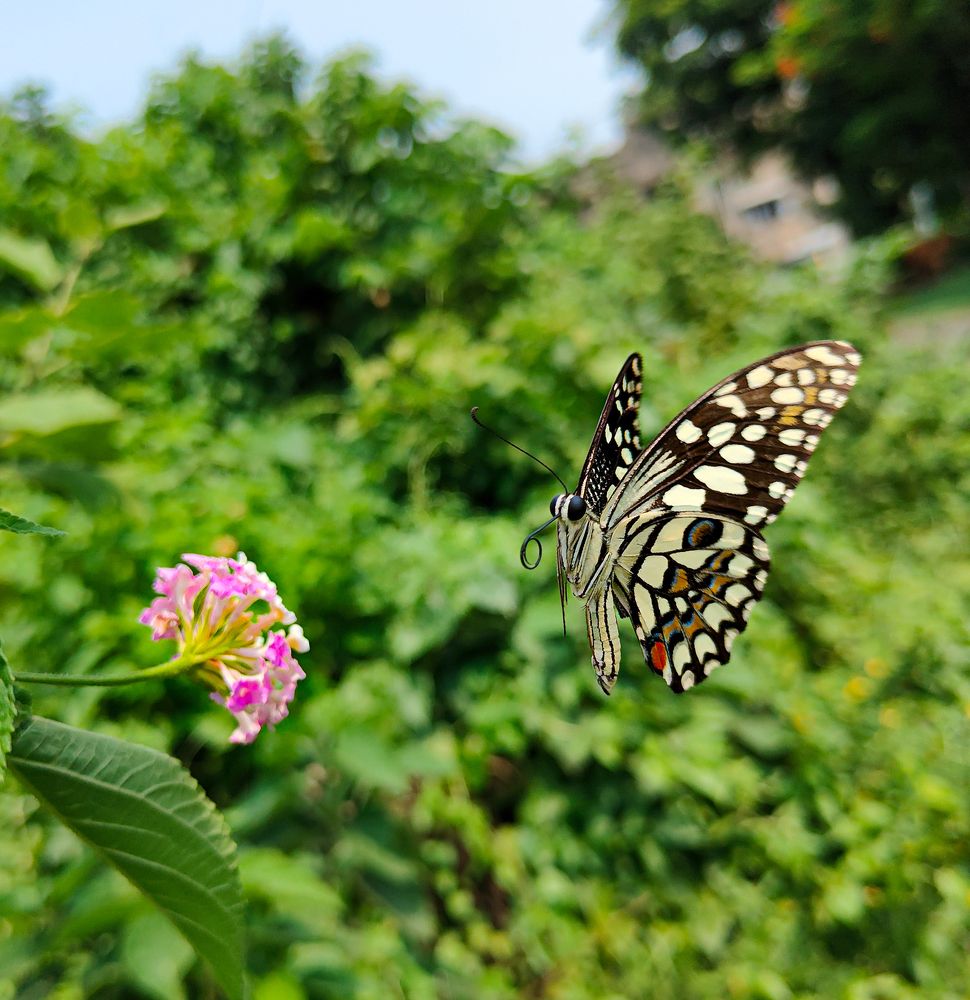 Фотография автора ANKIT GHOSH