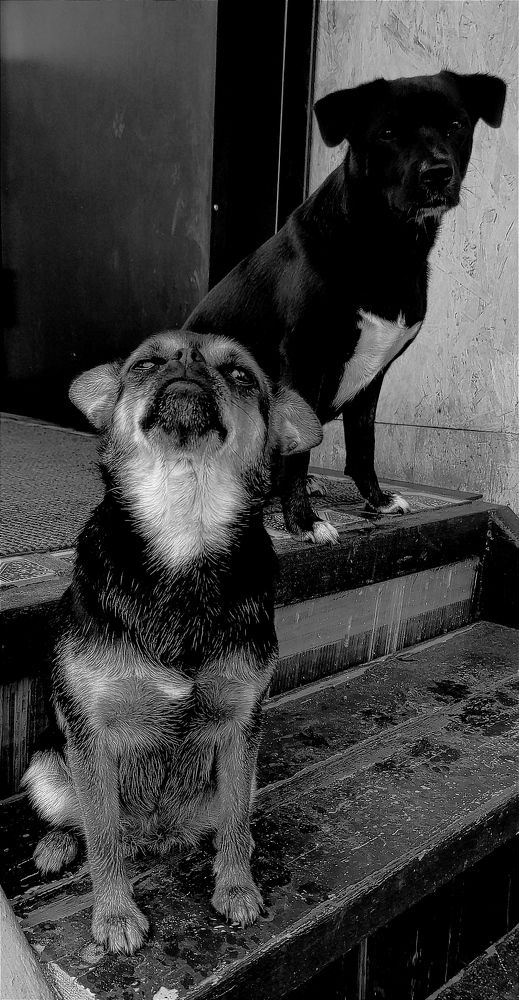 Банда отважных)