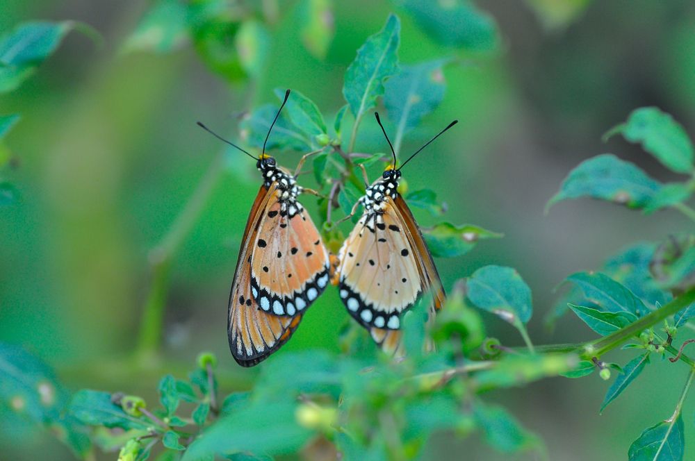 Photograph by Maryanto