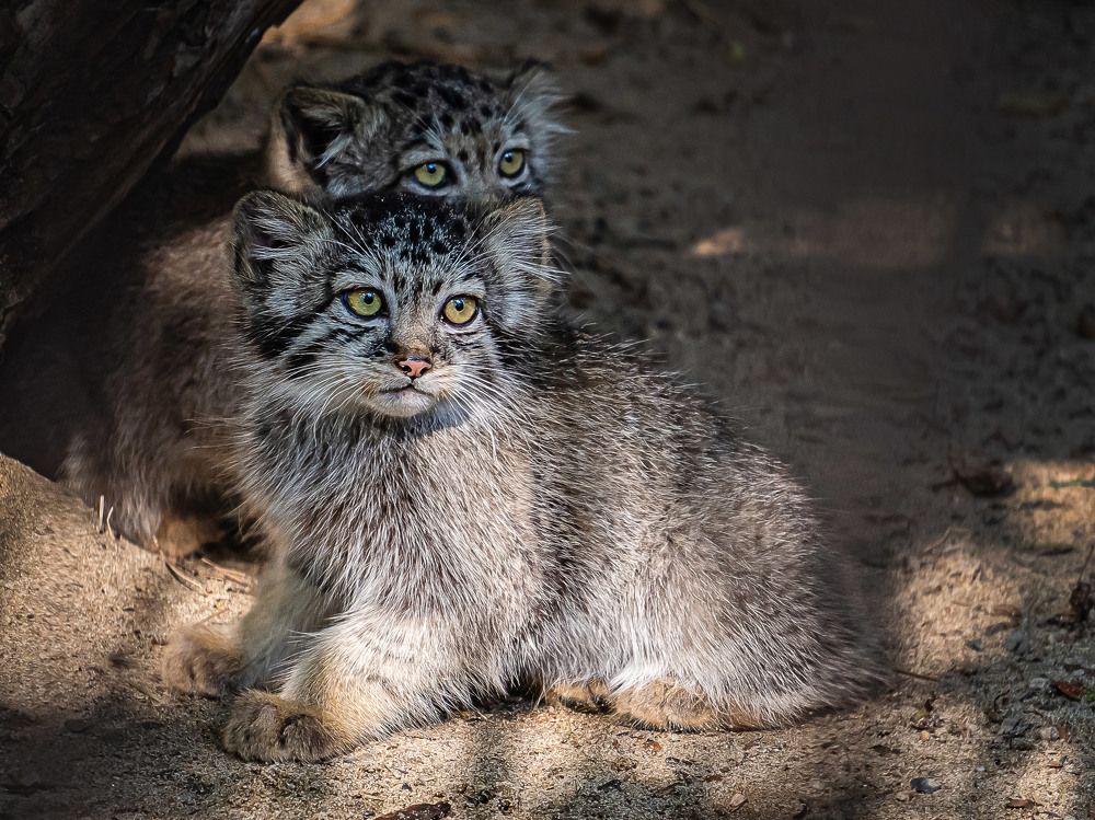 Фотография автора Юлия Есина