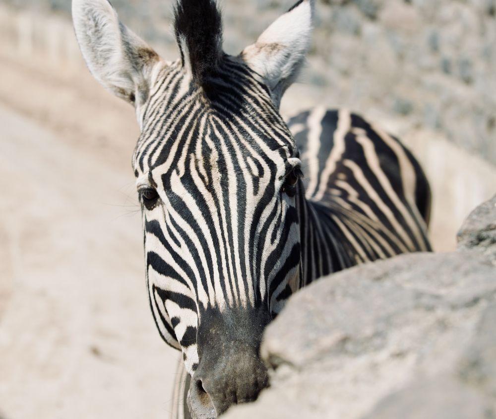 Photograph by Елена Ковалева