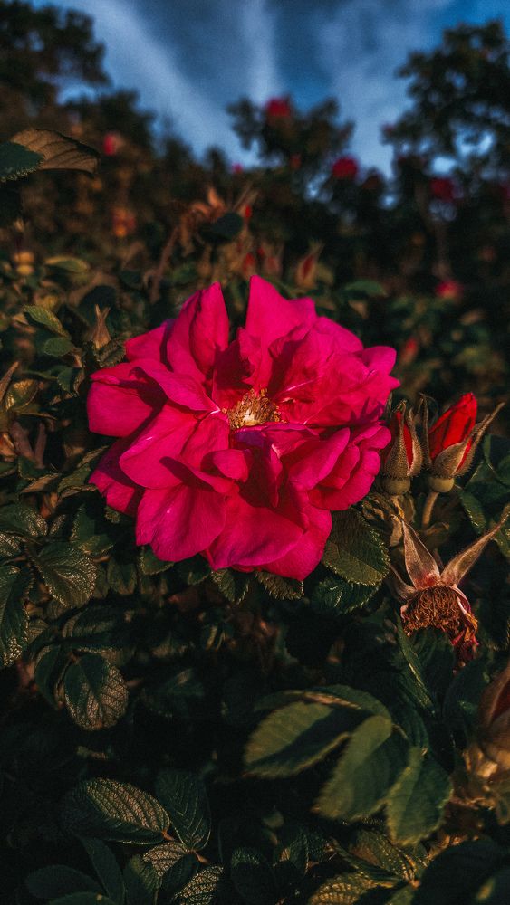 Photograph by Ирина Сергеева