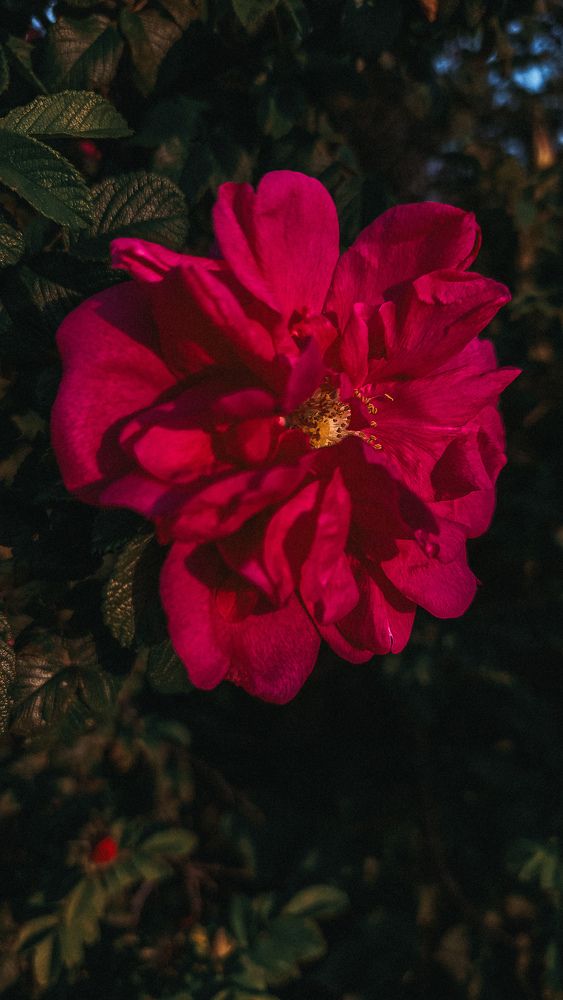 Oh, my love, like a red red rose