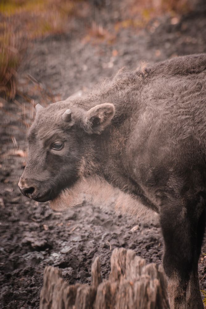 Фотография автора Ольга Круковская