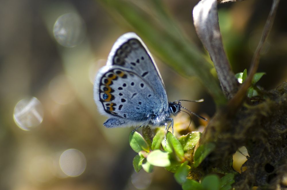 Photograph by Эльвира Быкова