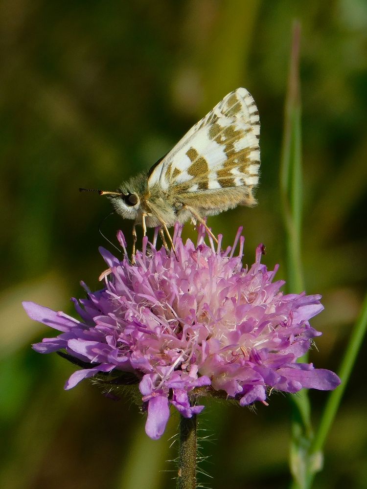 Large grizzled skipper