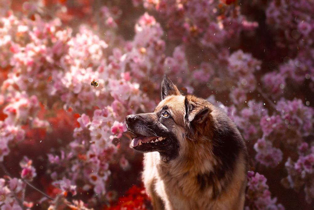 Фотография автора Angela Saura