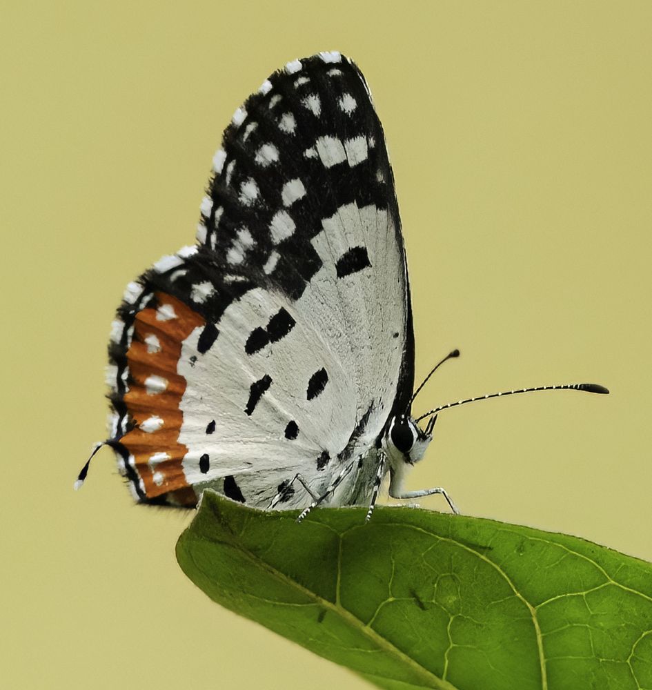 Photograph by HEMAMALI GUNASEKARA