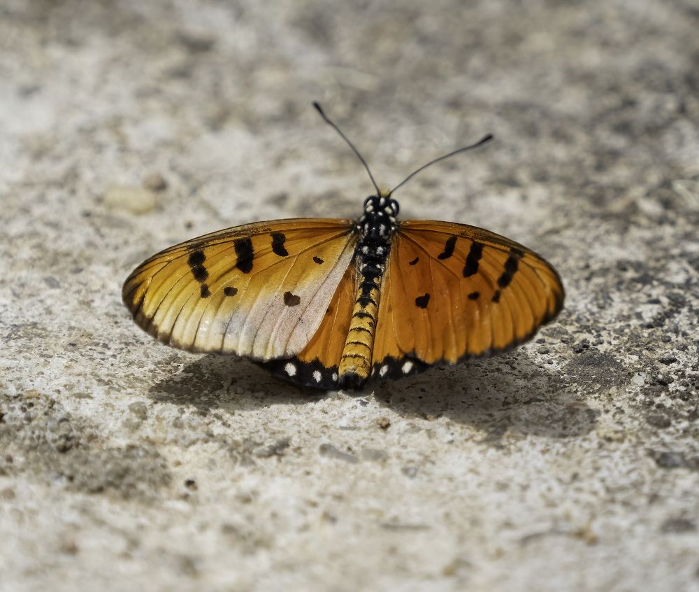 Photograph by HEMAMALI GUNASEKARA