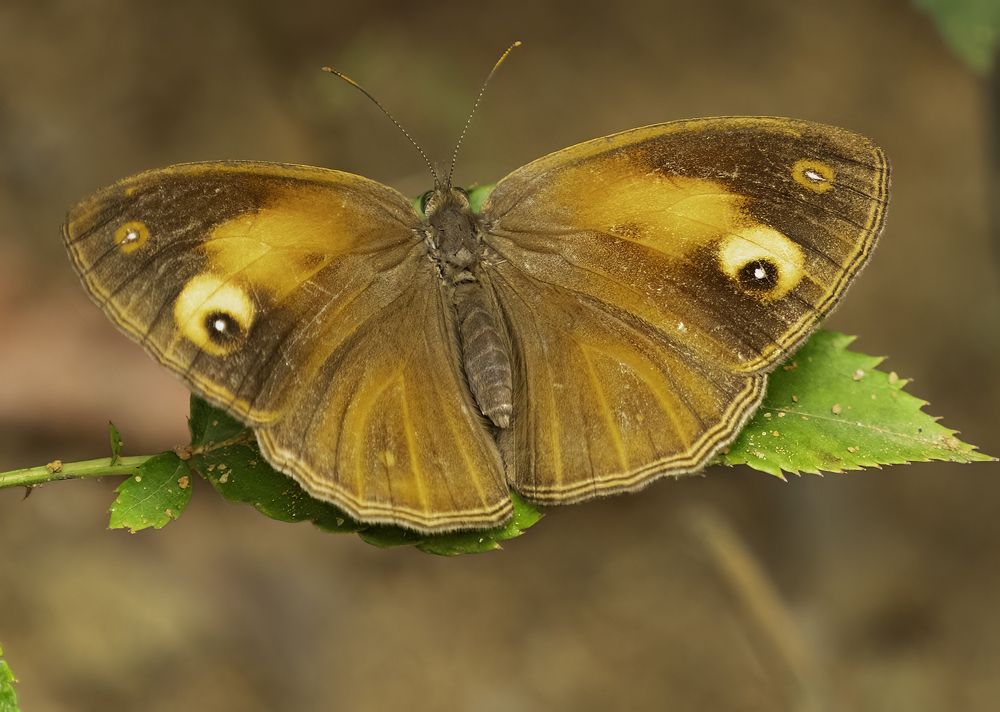Photograph by HEMAMALI GUNASEKARA