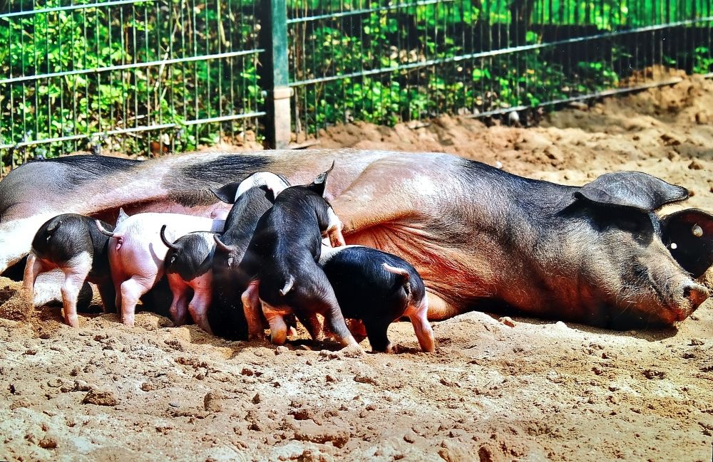 Photograph by backareva irina