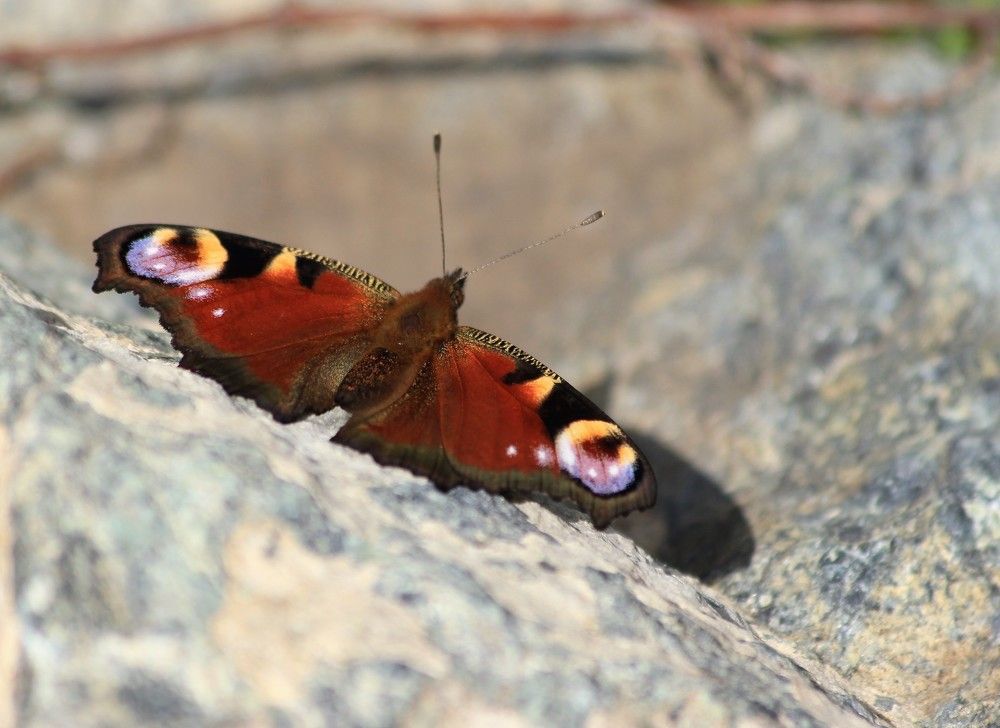 Photograph by Анна Колосова