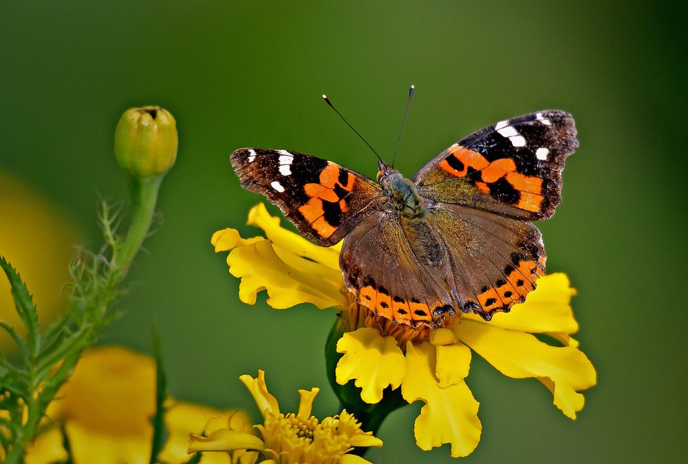 Vanessa indica