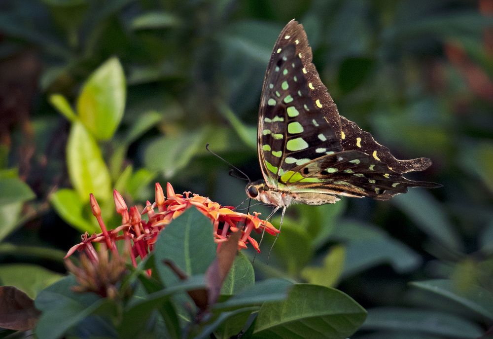 Tailed jay