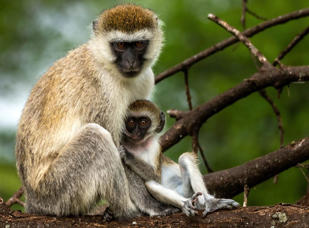 Photograph by Sergey Puponin