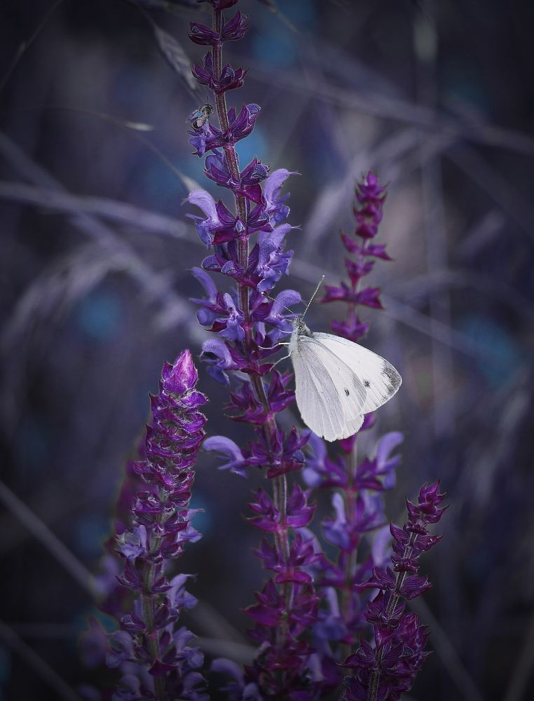 Photograph by Геннадий Натье (Игнатьев)