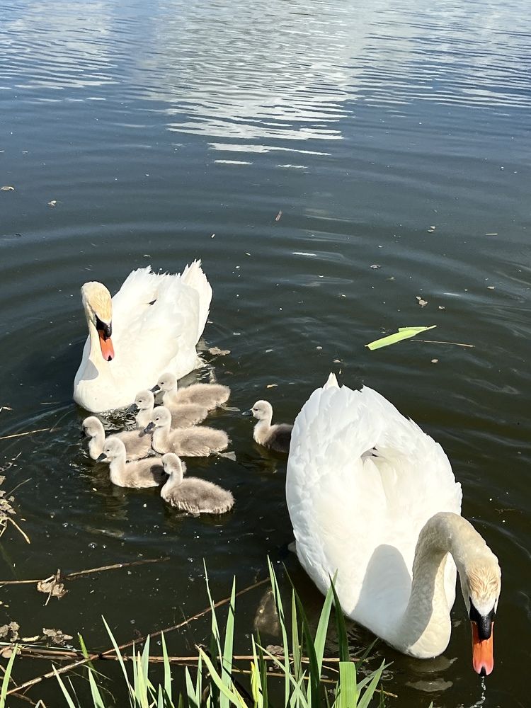 Photograph by Eugenia Schmidt