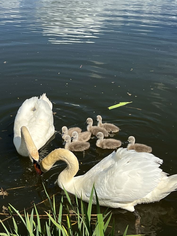 Photograph by Eugenia Schmidt