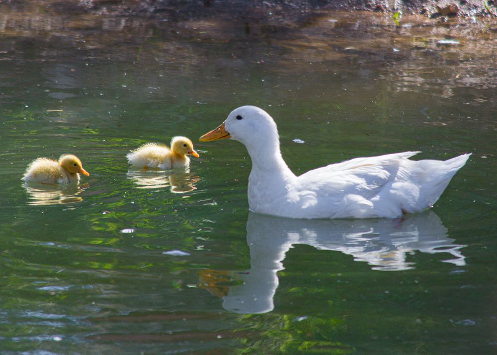Photograph by Bachir Rabouh