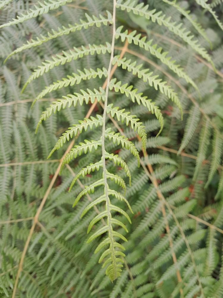 Photograph by M Adal