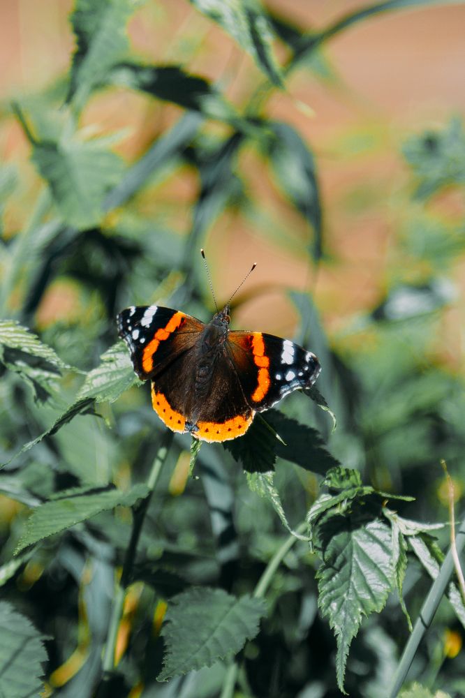 Photograph by Мария Федорова