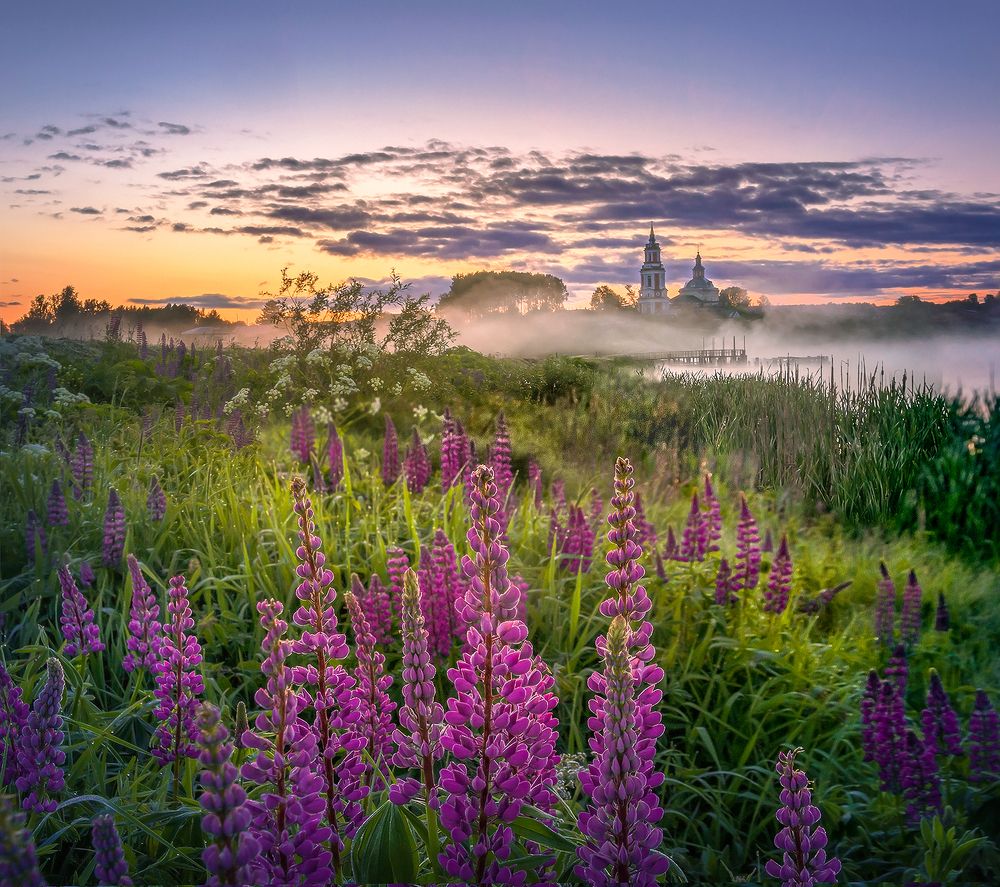 Рассвет в люпинах.