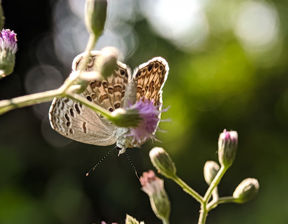 Photograph by Akirul Fahad