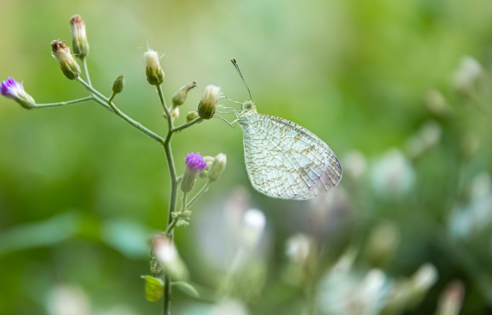 Photograph by Akirul Fahad