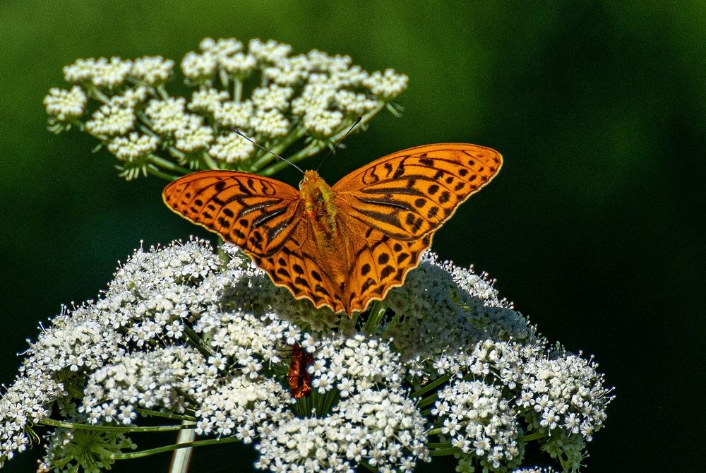 Фотография автора Дмитрий Чуфаров