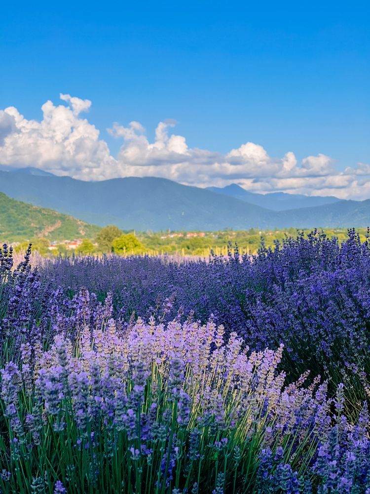 Photograph by Gandab