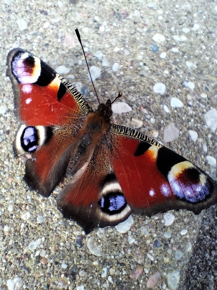 Фотография автора Гвоздецкая Анна