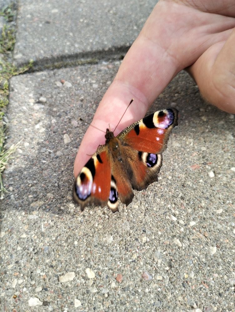 Фотография автора Гвоздецкая Анна