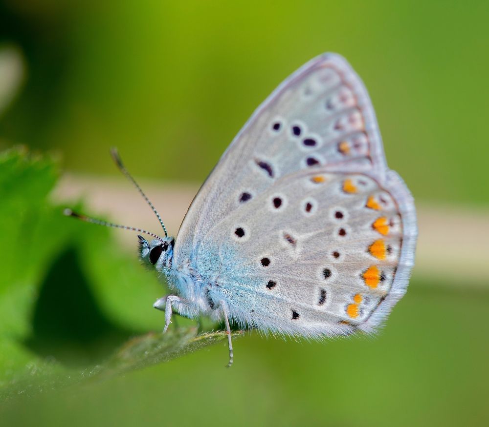 Фотография автора Hamidreza Saedi