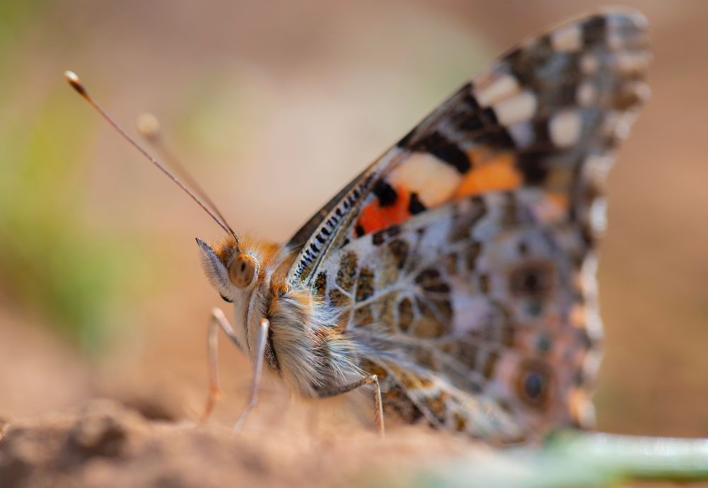 Фотография автора Hamidreza Saedi