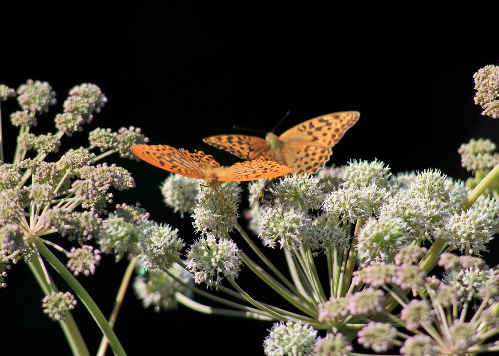 Photograph by Староверов Станислав