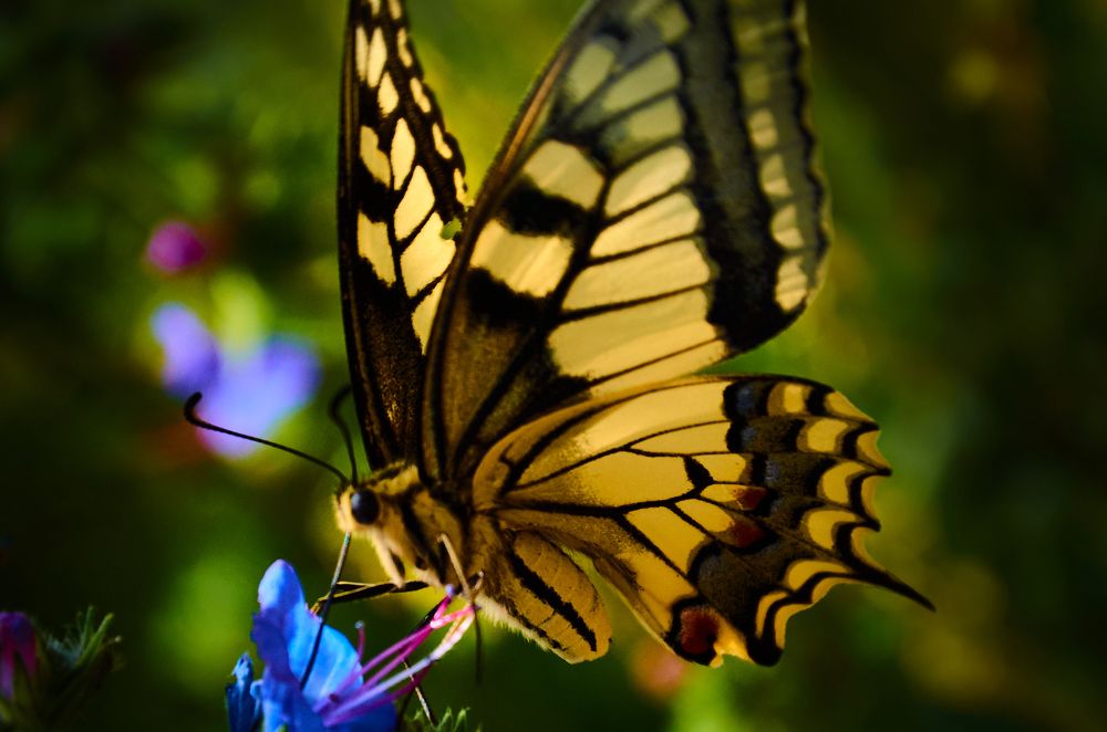 Photograph by Елена Кадаева