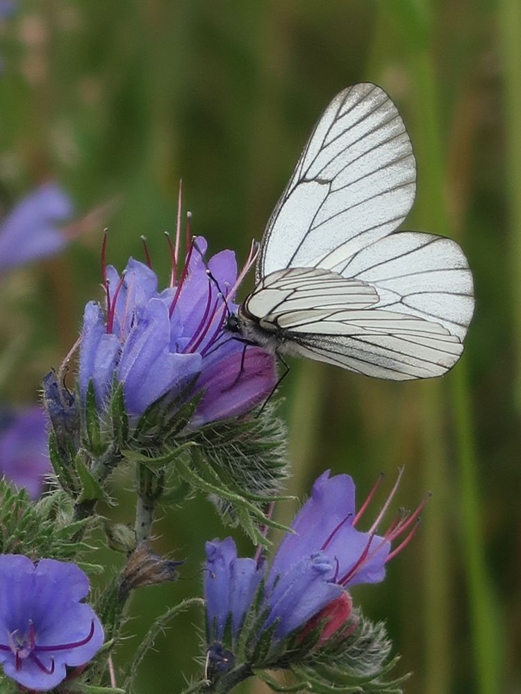 Photograph by Юлия Майкова