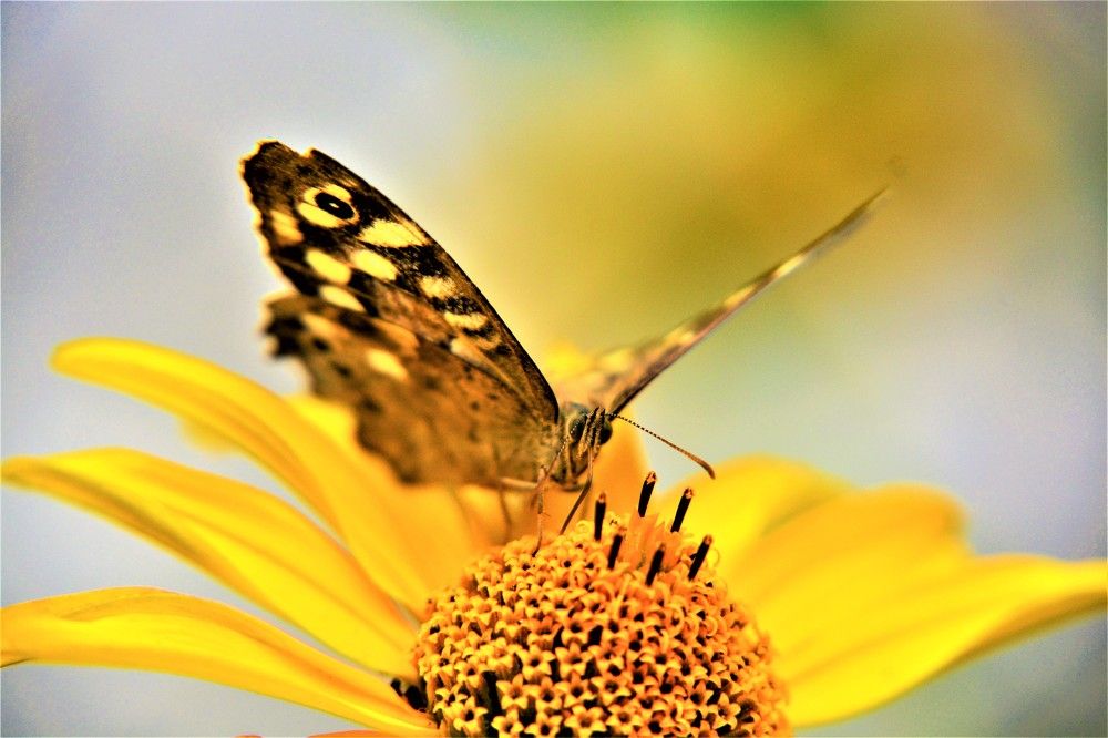 Photograph by БРОВКО АЛЕКСАНДР ИВАНОВИЧ