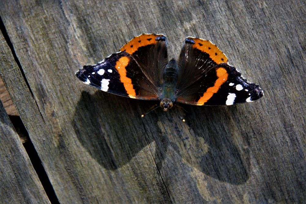 Photograph by БРОВКО АЛЕКСАНДР ИВАНОВИЧ
