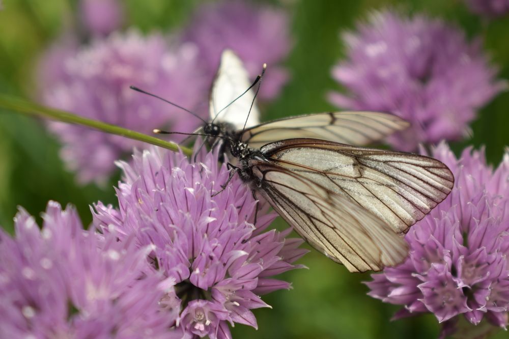 Photograph by Наталья Еременко