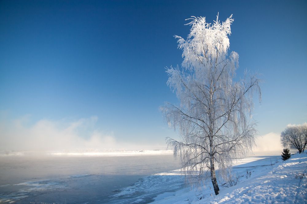 Серебристое дерево