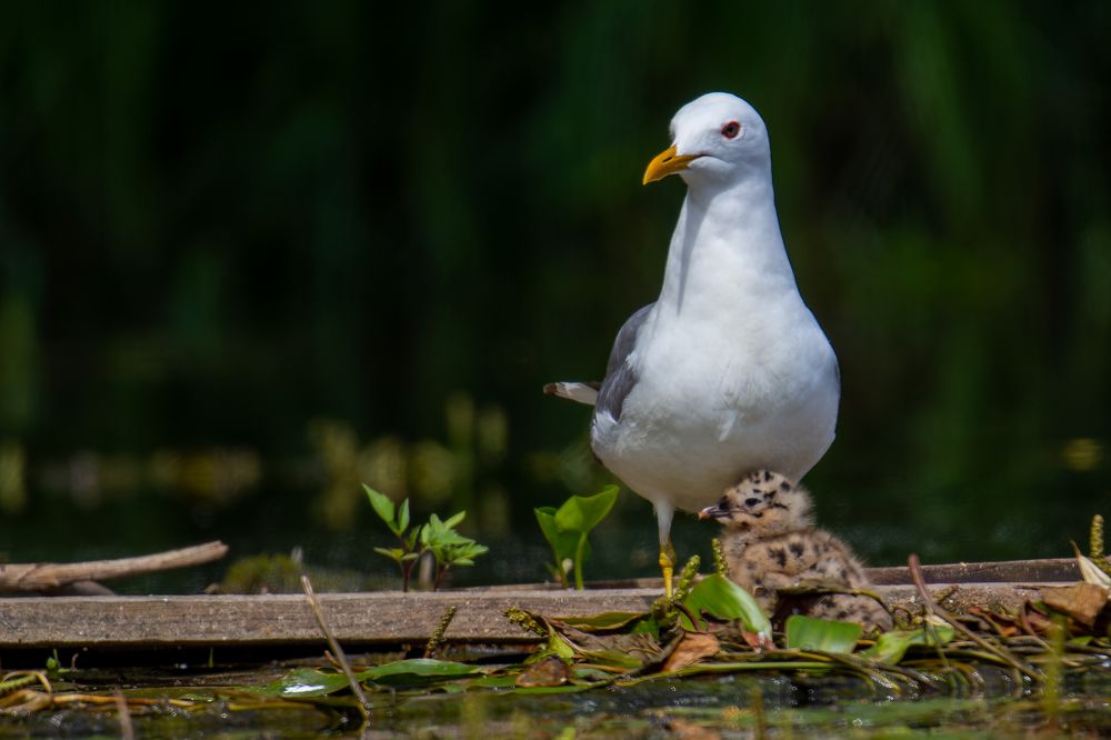 Photograph by Екатерина Нестерова