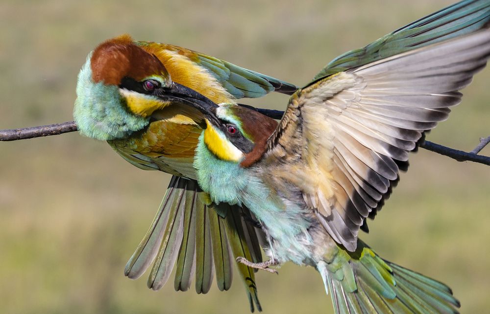 Вот такая любовь