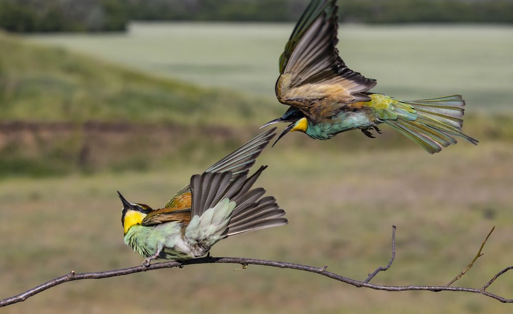 Брачные игры