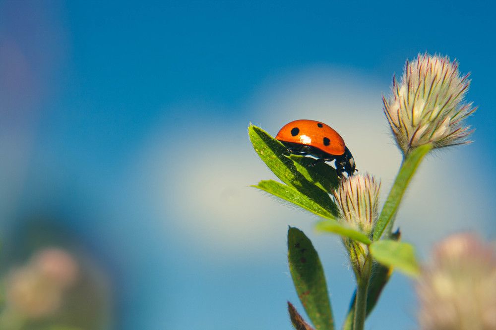 Фотография автора Ирина Гриценко